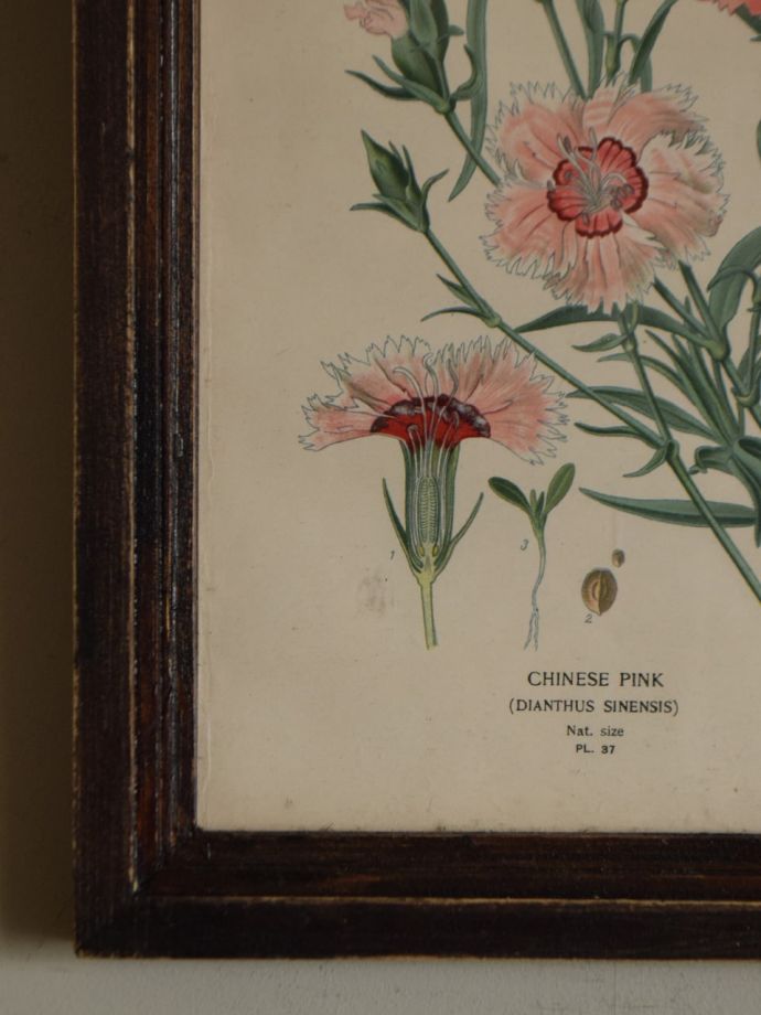 イギリスで見つけたアンティークフレーム、ボタニカルアート（CHINESE