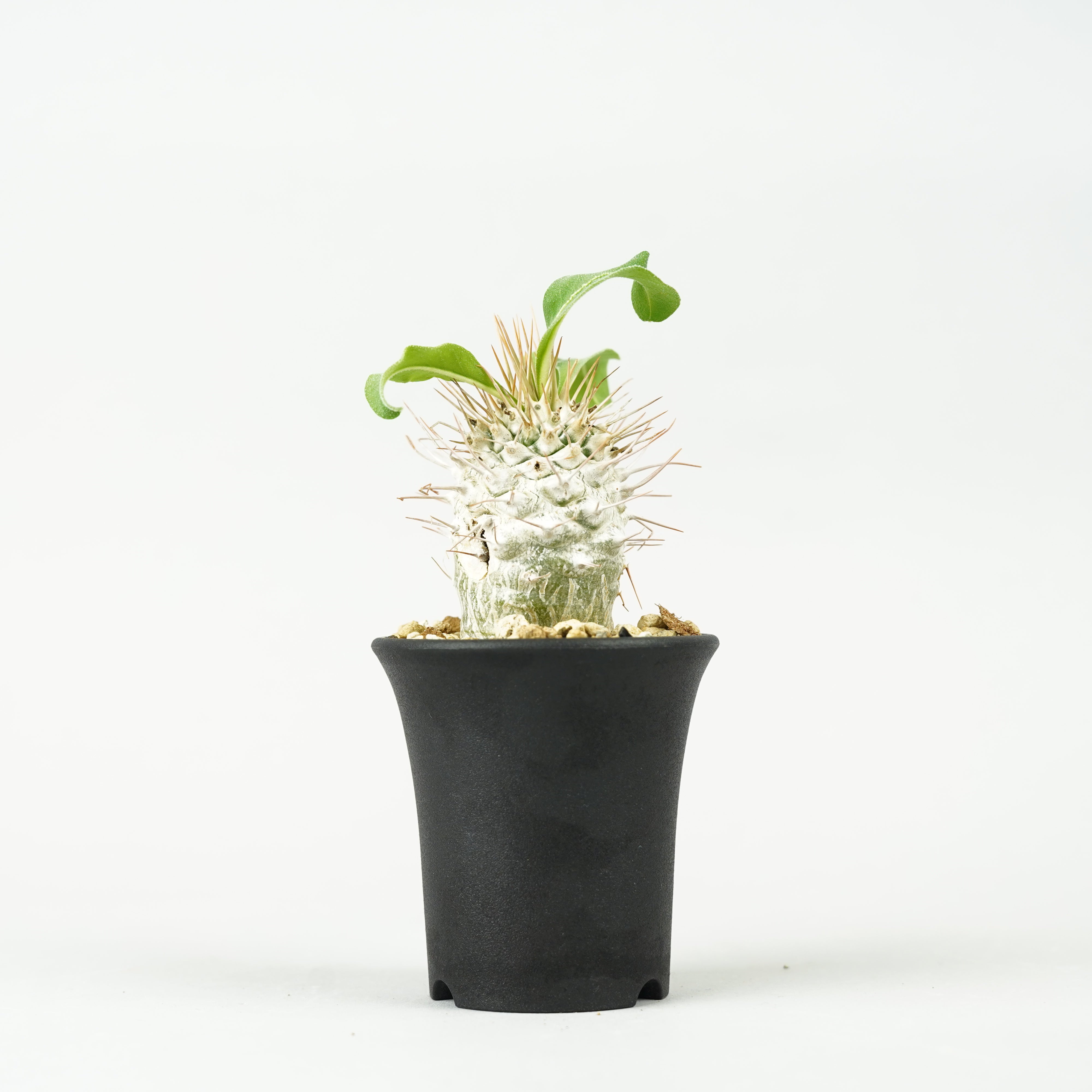 植物/パキポディウム/パキポディウム・ナマクアナム 光堂 – Hachi-8