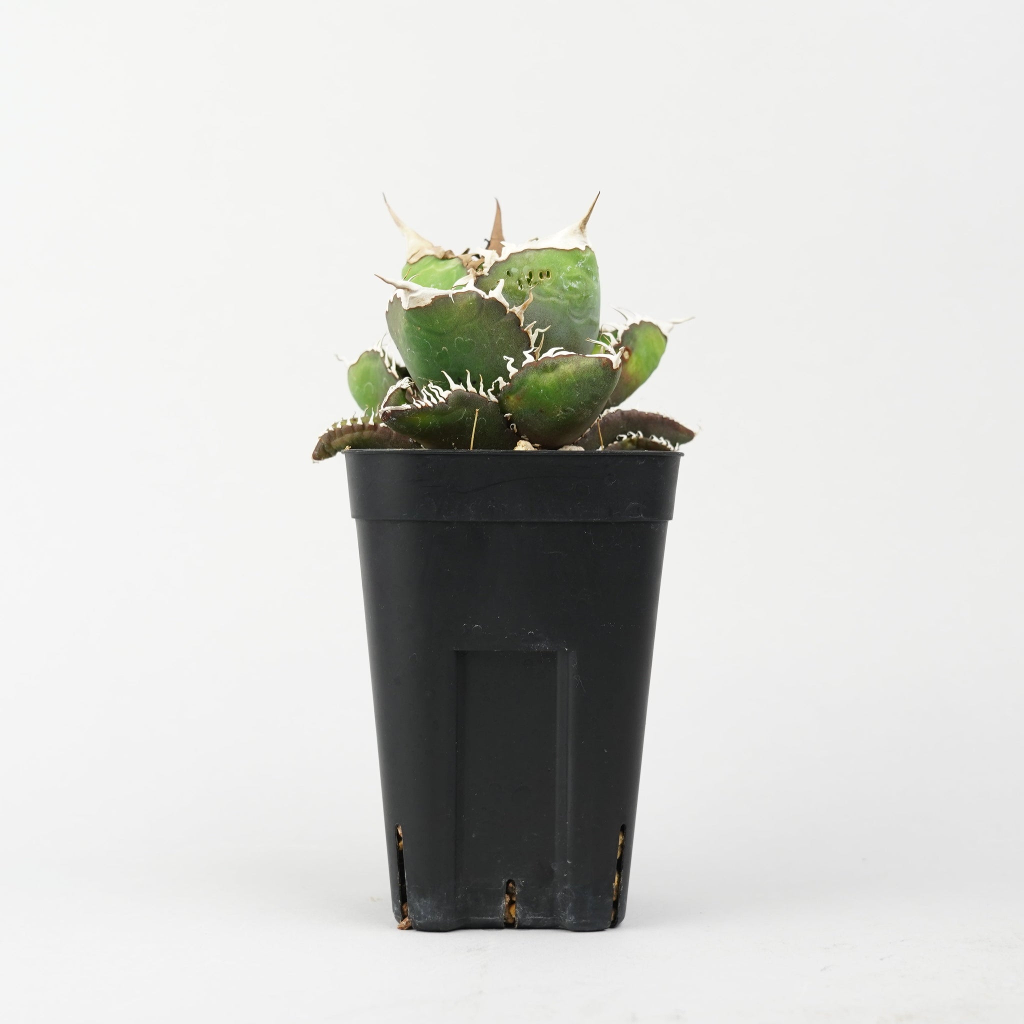 植物/アガベ/悪魔くん – Hachi-8