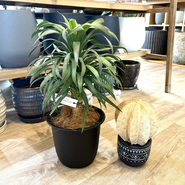 ユッカ・ディスメティアーナ – 鉢人Green