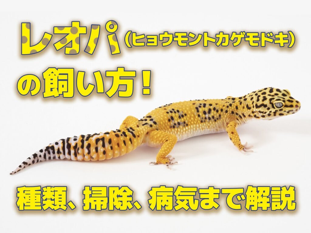 レオパ（ヒョウモントカゲモドキ）の飼い方！特徴や種類、掃除、病気