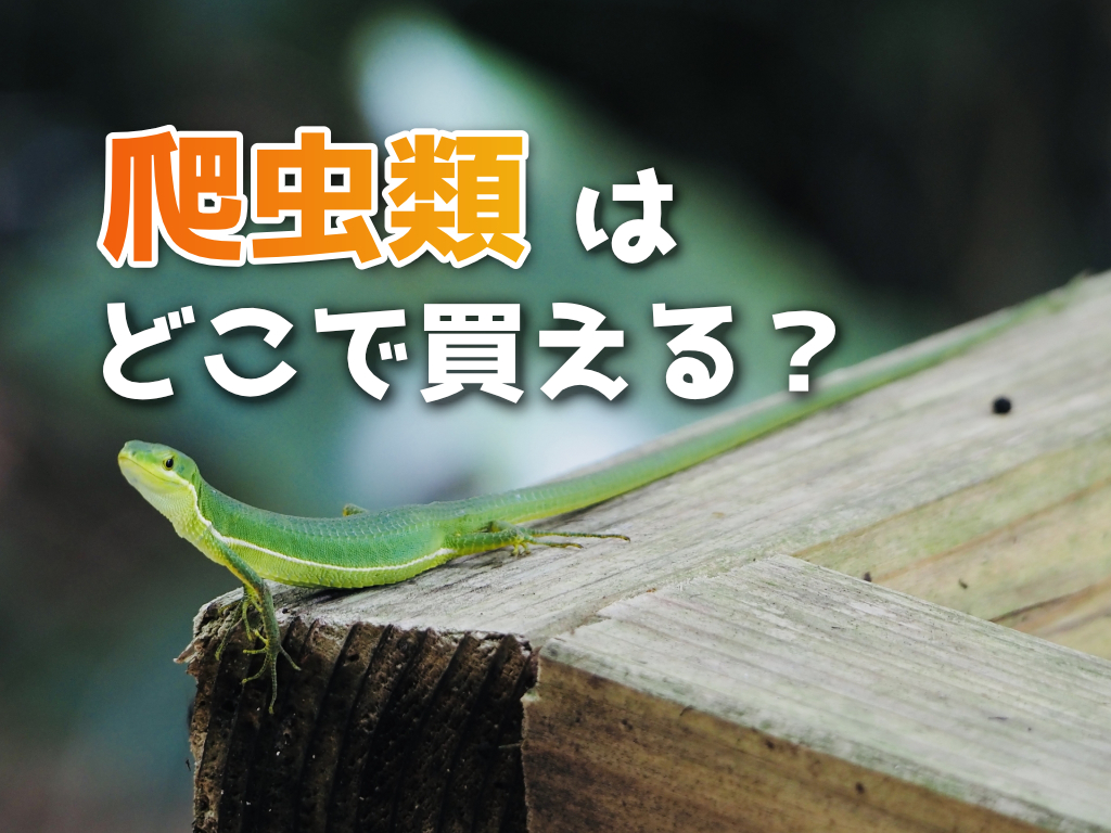 爬虫類情報サイト 爬虫類.jp -