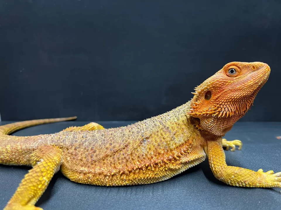 完売御礼】フトアゴヒゲトカゲ/ハイポ オレンジ｜2025/2 入荷 JPCB