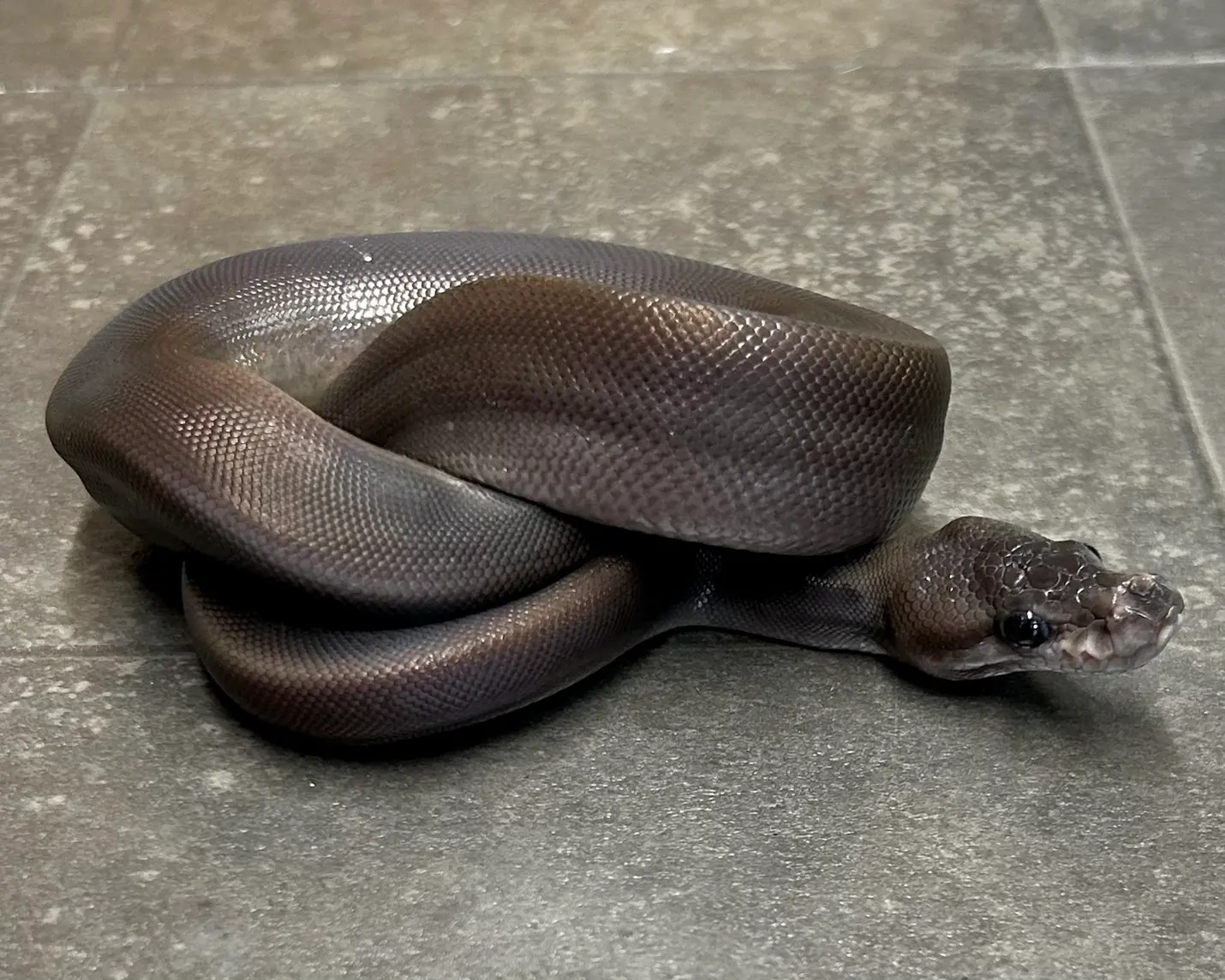 ボールパイソン/エイトボールhetアルビノ|【自家繁殖個体】'25/8/13