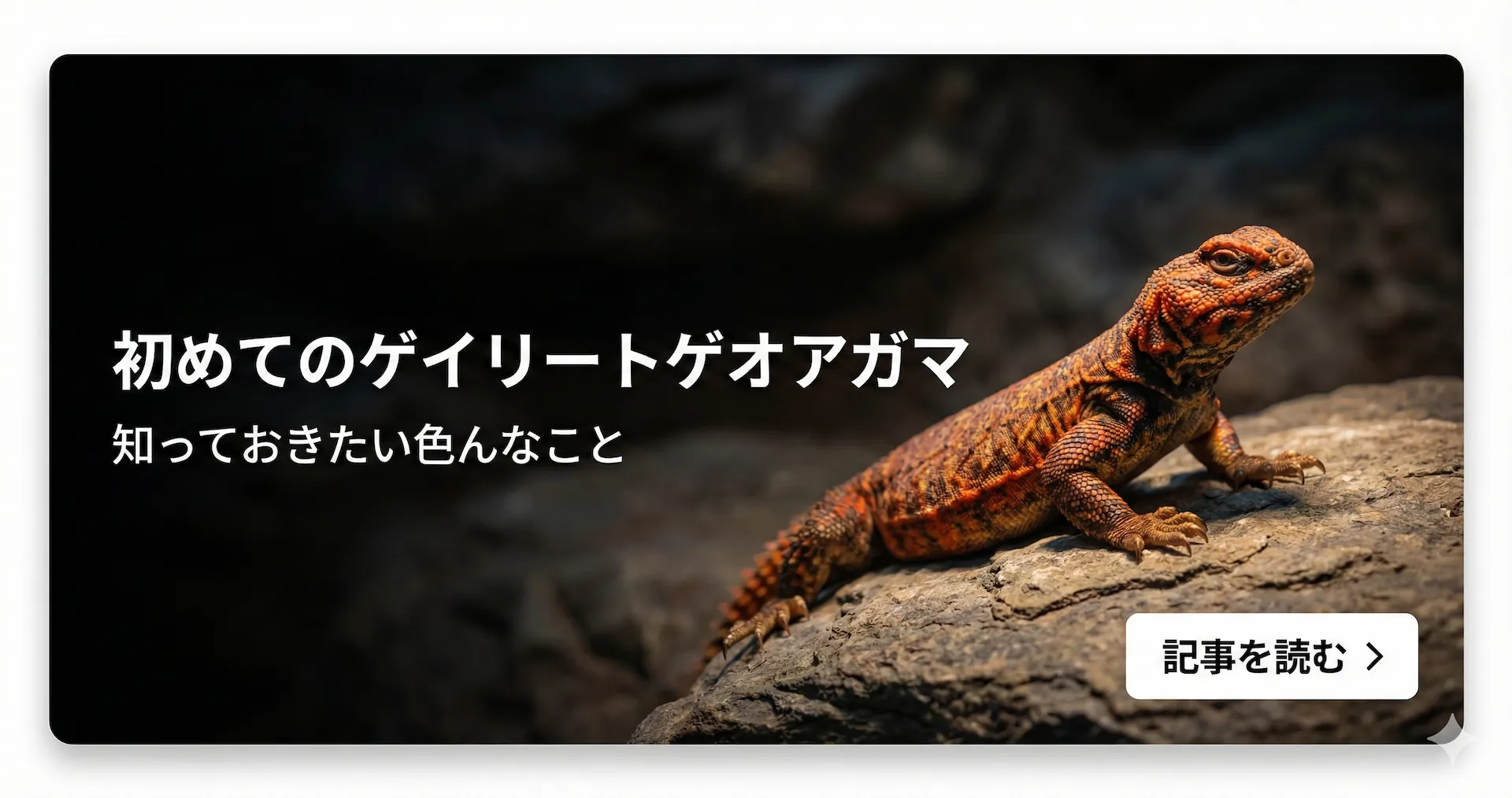 初心者でもわかる爬虫類の飼い方 - Hachural-Life