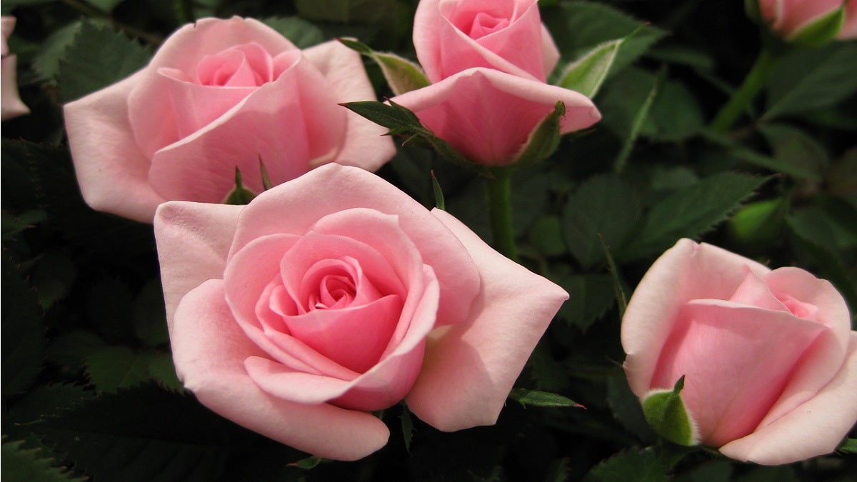 切り花品種バラ苗 レアバラ CHIFFO♡ Rose はなはなショップ