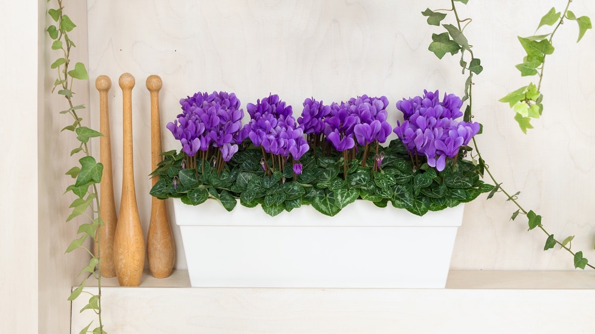 シクラメン ドラゴン | 株式会社ハクサン｜花や植物、園芸資材を取扱う