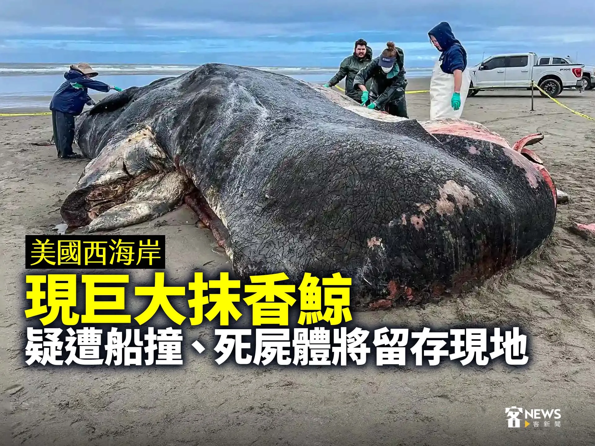 美國西海岸現巨大抹香鯨疑遭船撞死、屍體將留存現地- 客新聞HakkaNews