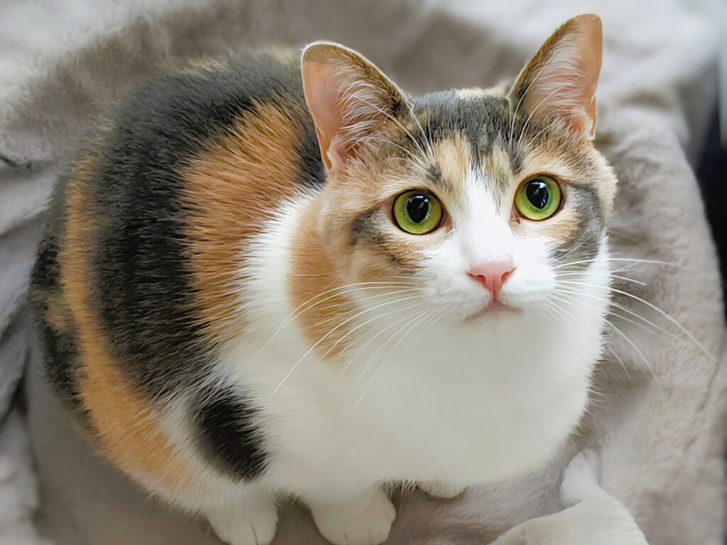 三毛猫の謎、ついに解明 – HAL創造思考塾 柏