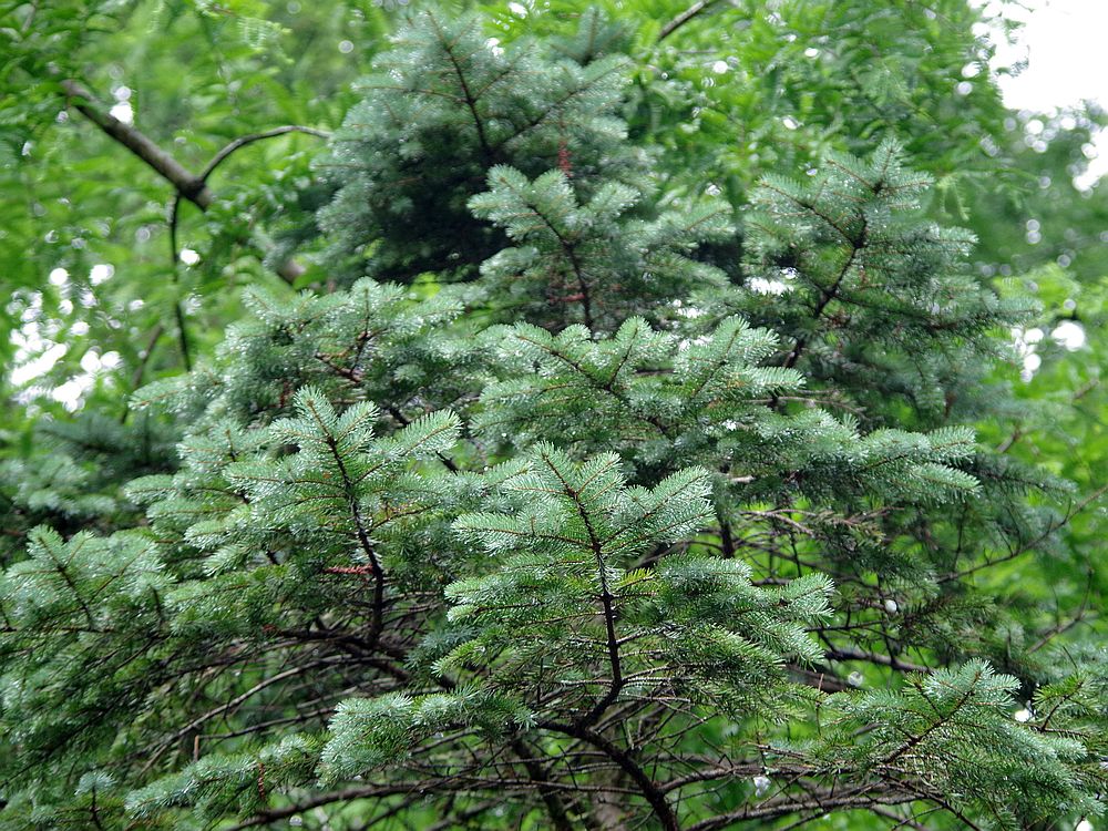 プンゲンストウヒ グロボーサ ガーデニング コニファー ホプシー 庭木