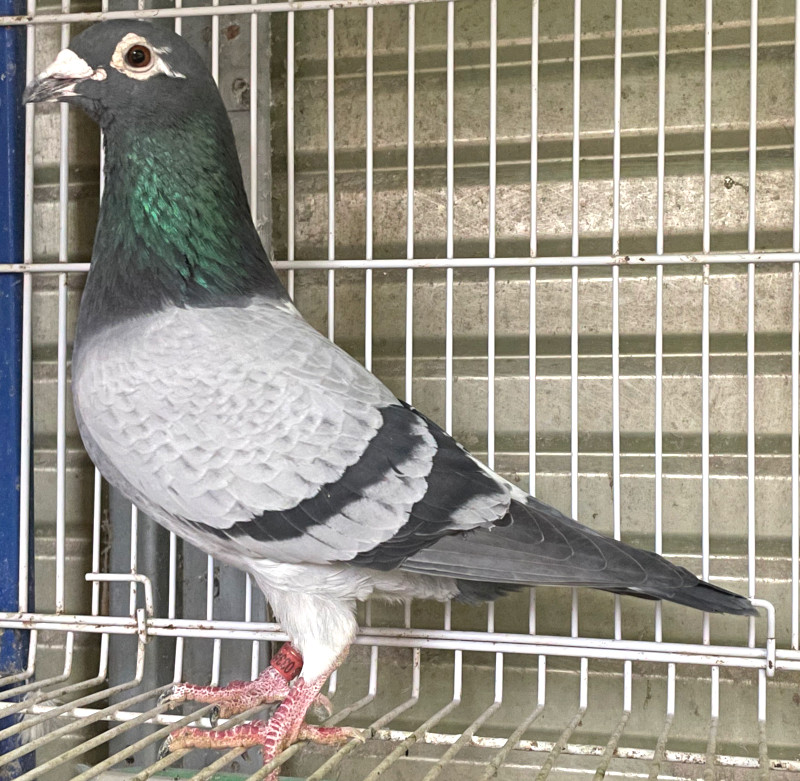 レース鳩モールオークション - 出品鳩「22XB03349 BP