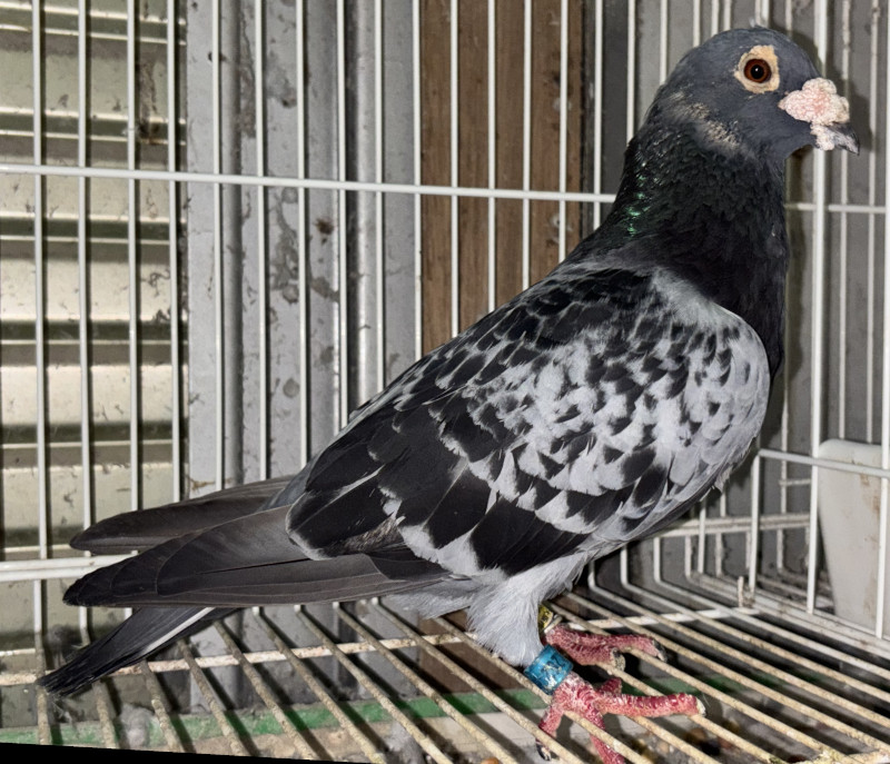 レース鳩モールオークション - 出品鳩♂24番「16XA01262 BC