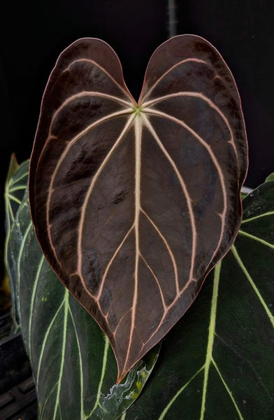 Anthurium Carlablackiae Peter Parker X 5x10 (Ted) – HappiestPlants