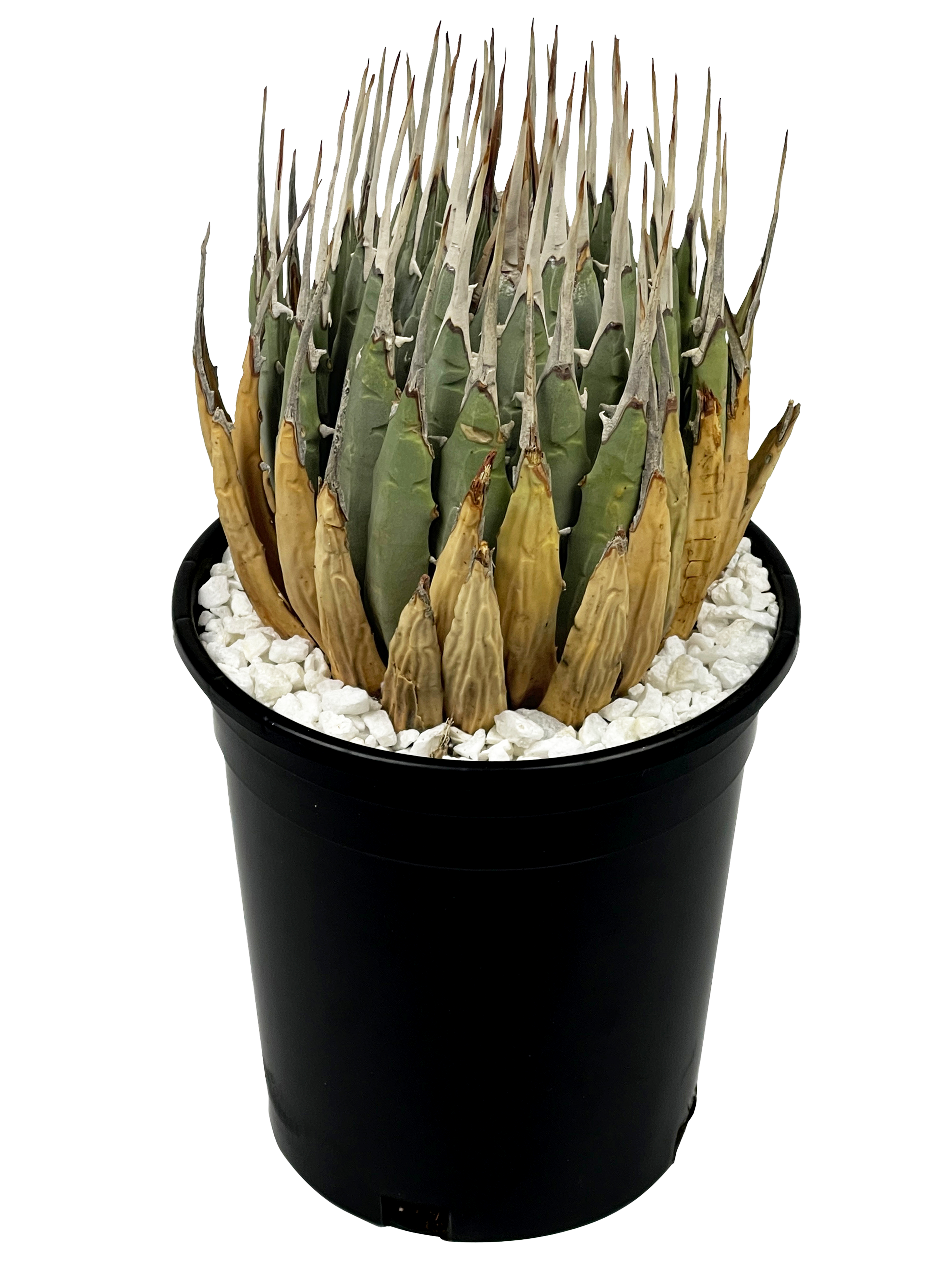 Agave utahensis v. eborispina - Utah Agave – Happy Valley Plants