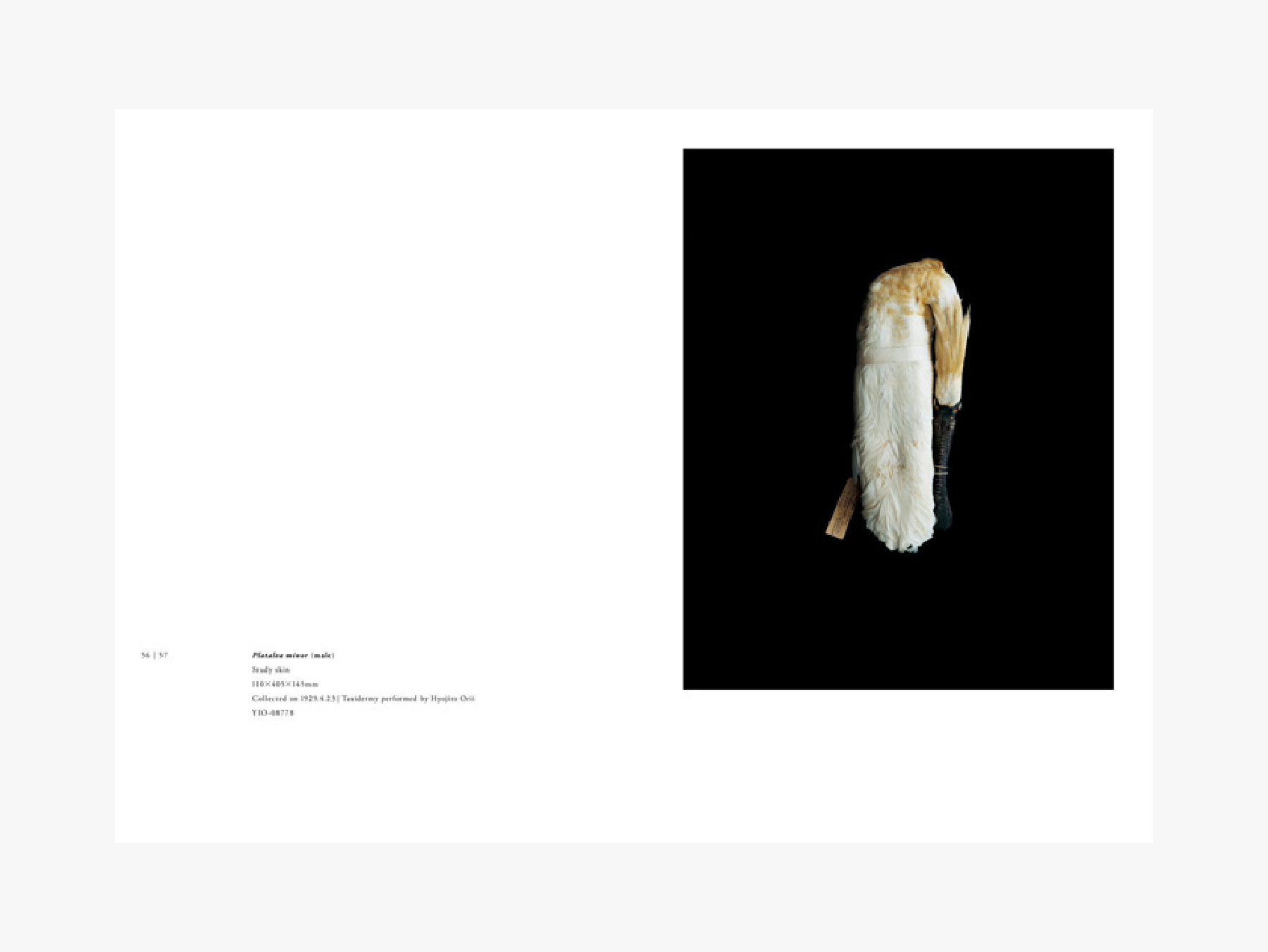 BIOSOPHIA of BIRDS　鳥のビオソフィア　 上田義彦　2008年 BIOSOPHIA of BIRDS 鳥のビオソフィア - 東京大学出版会