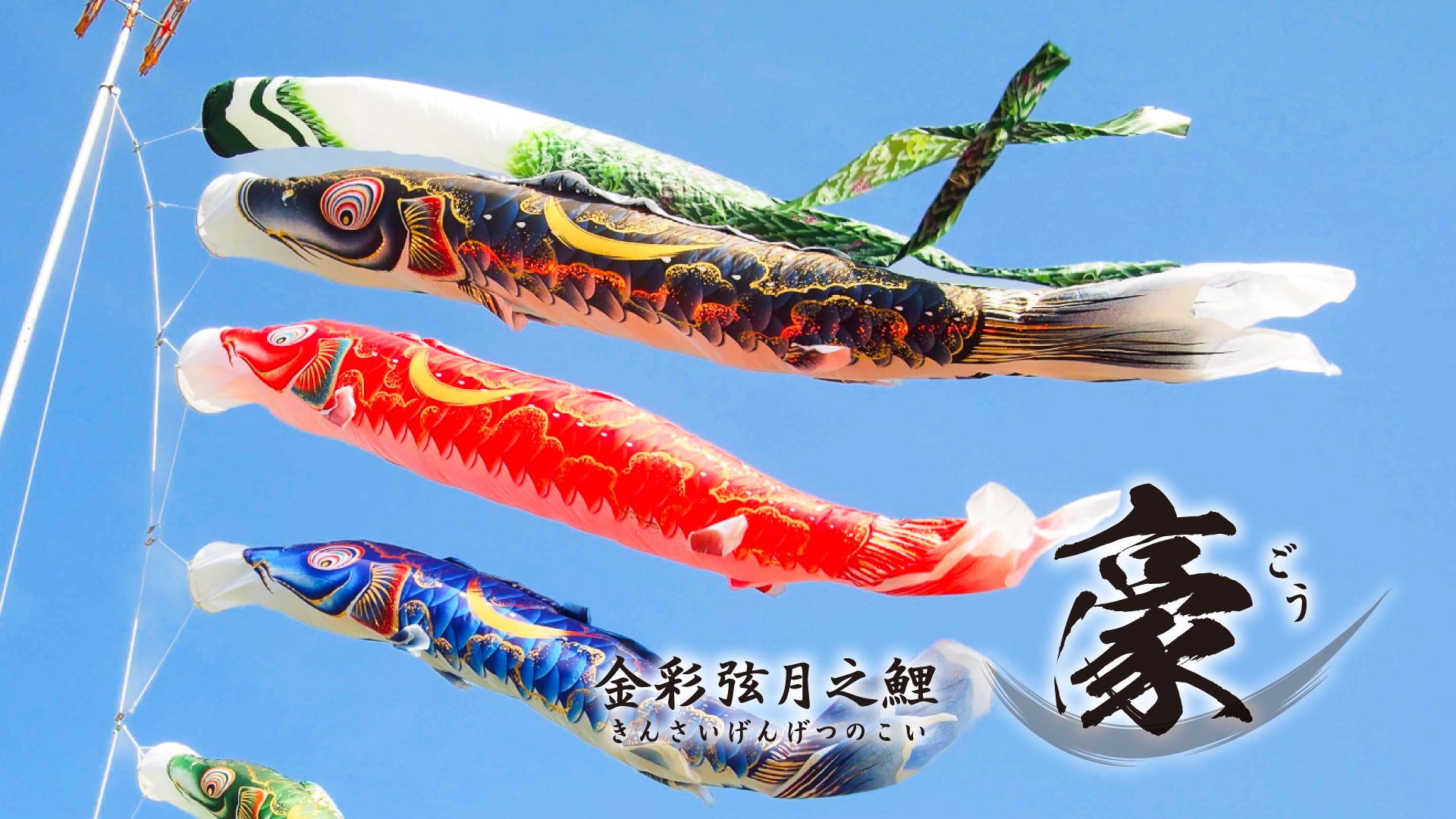 金彩弦月之鯉【豪】 – 晴れと暮らす