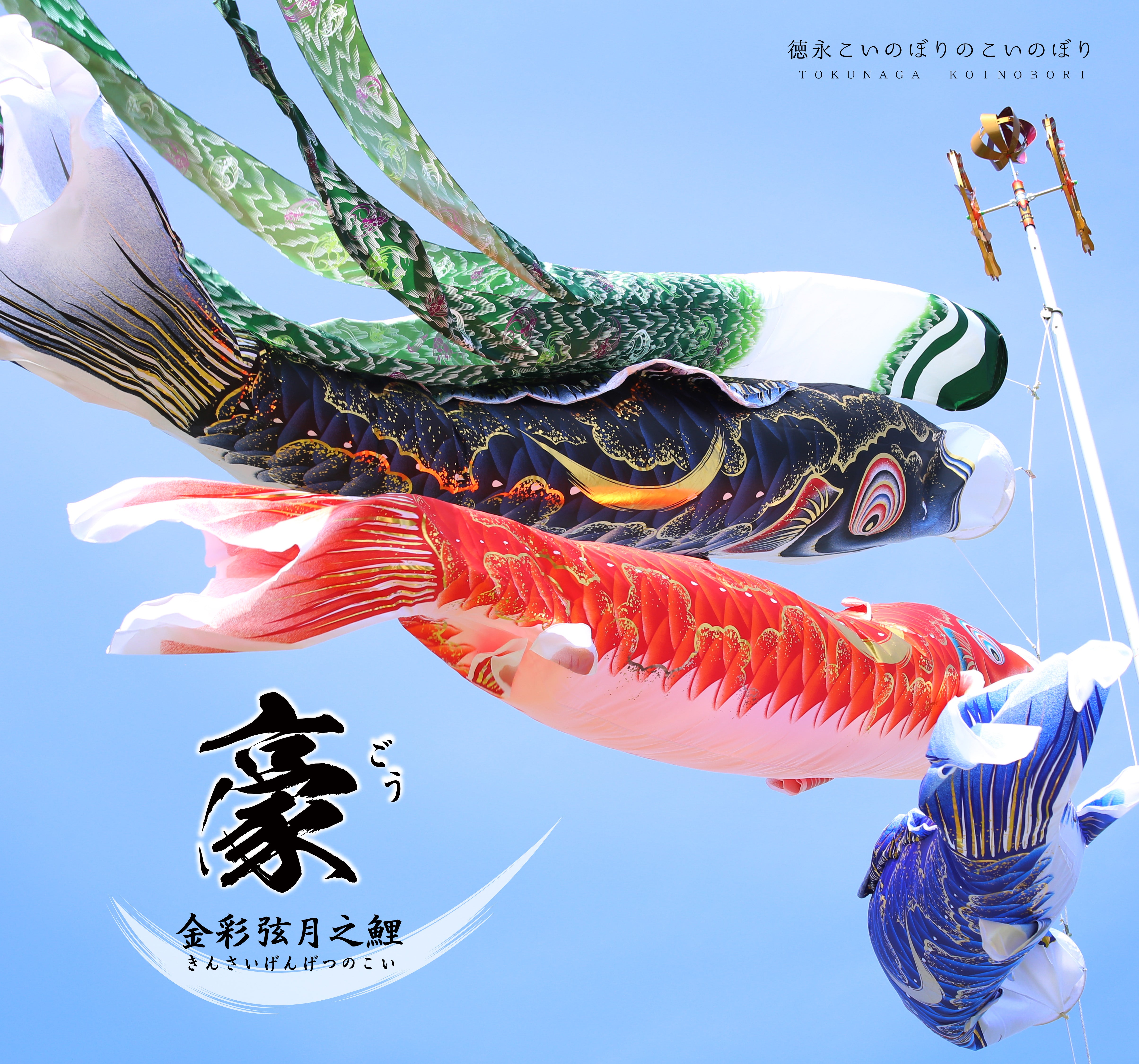 匠プラン 】金彩弦月之鯉 豪《大型こいのぼりレンタル》｜ 徳永