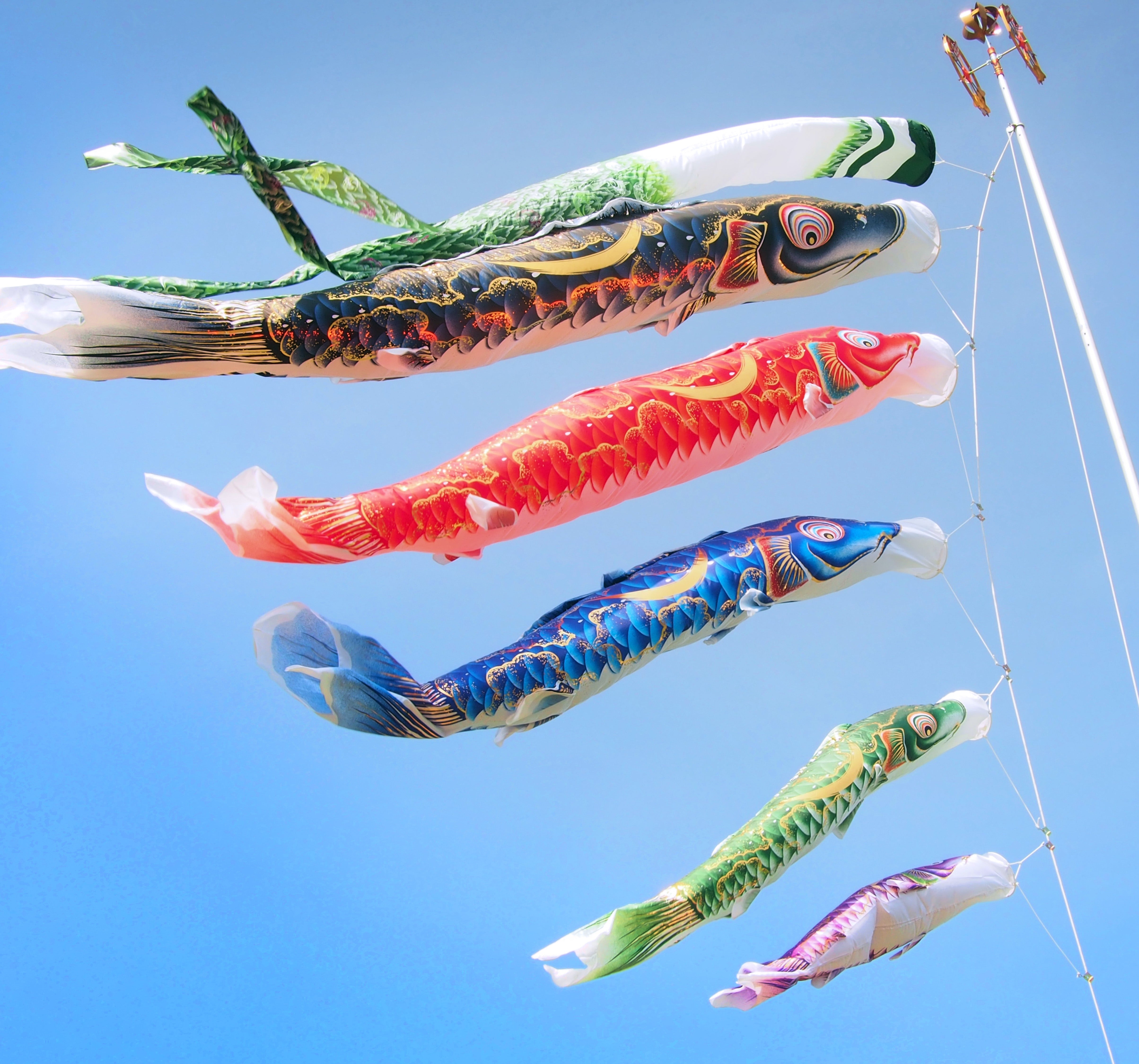 金彩弦月之鯉【豪】6点にわデコセット 徳永こいのぼり – 晴れと暮らす