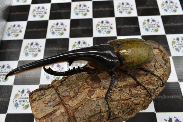 ヘラクレスオオカブト_ヘラクレス ヘラクレス – HAWAIIAN BEETLE