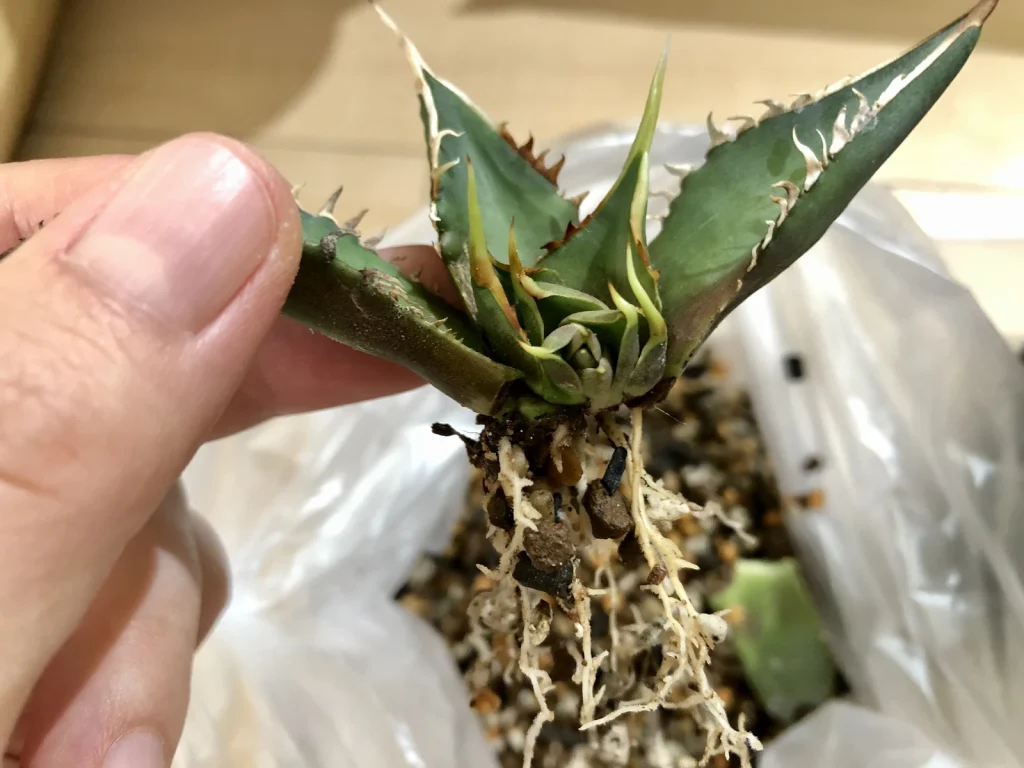 アガベ海王 from 龍球荟｜双頭化・兄弟分離・葉焼け・再生の育成記録