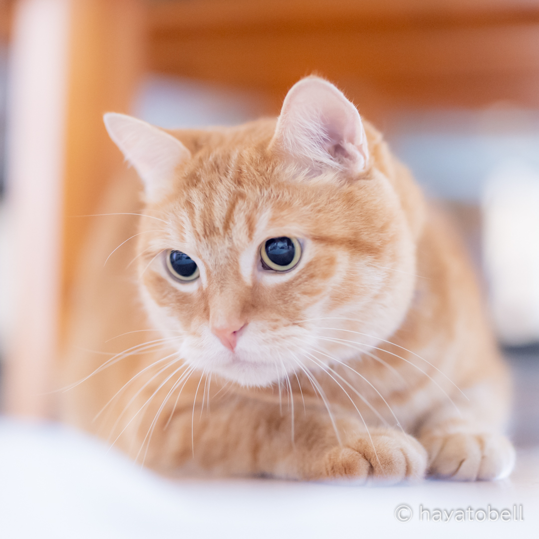 まんまるおめめの猫ちゃんを撮るには？ | 猫田晃広写真館～ペット写真