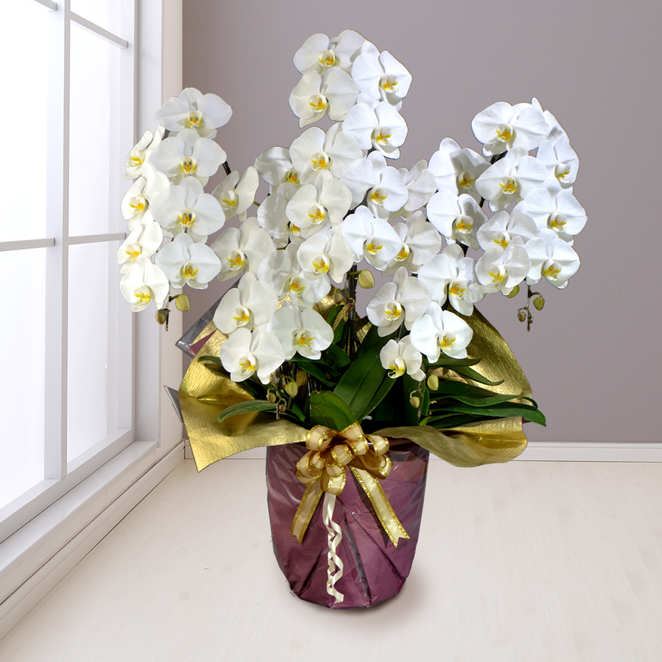 5本立ち50輪程度の胡蝶蘭 - 胡蝶蘭の通販なら花心の胡蝶蘭