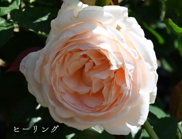 5月に見頃を迎える250品種のバラが美しく咲き乱れ庭園を華やかに彩ります