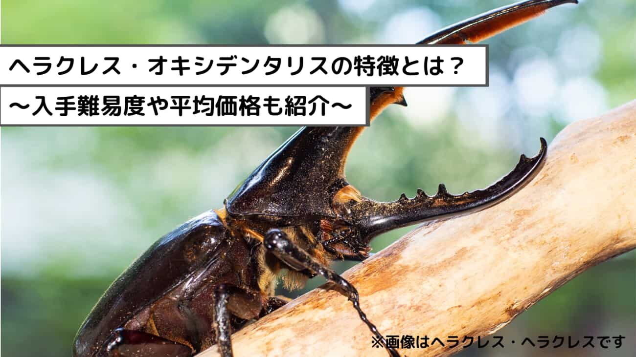 ヘラクレス・オキシデンタリスの特徴は？入手難易度や平均価格も調査し