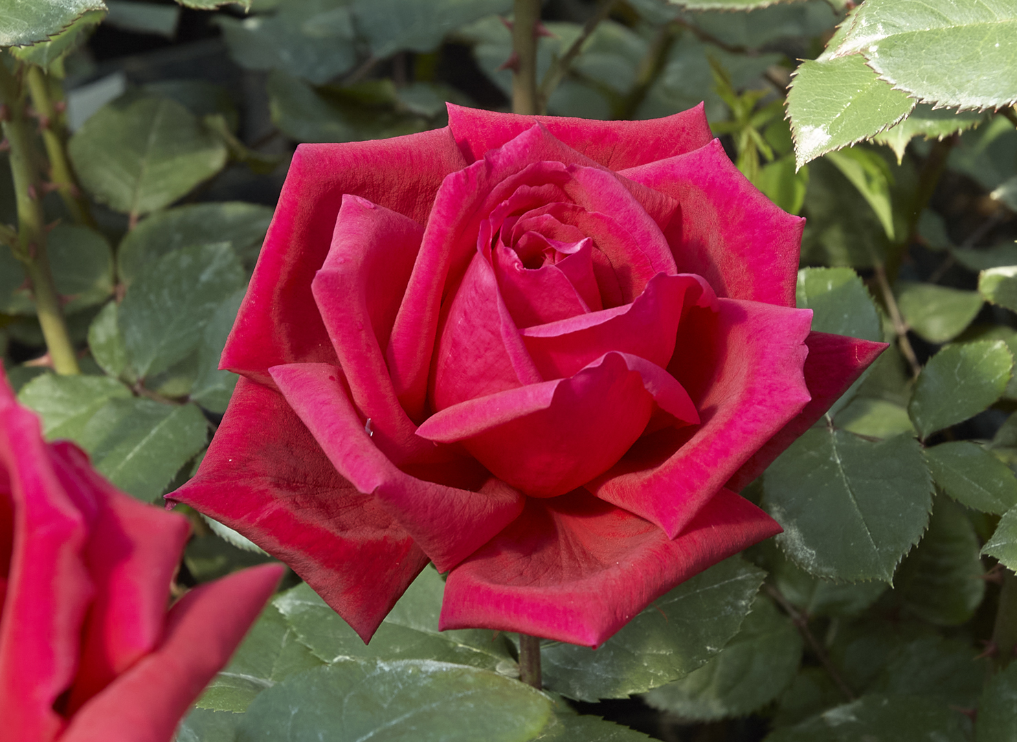 エイボン – Avon | 姫野ばら園八ヶ岳農場