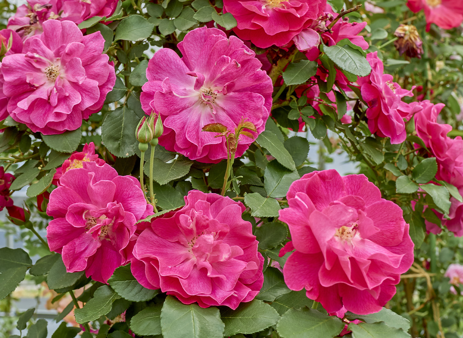 ヌル マハル – Nur Mahal | 姫野ばら園八ヶ岳農場