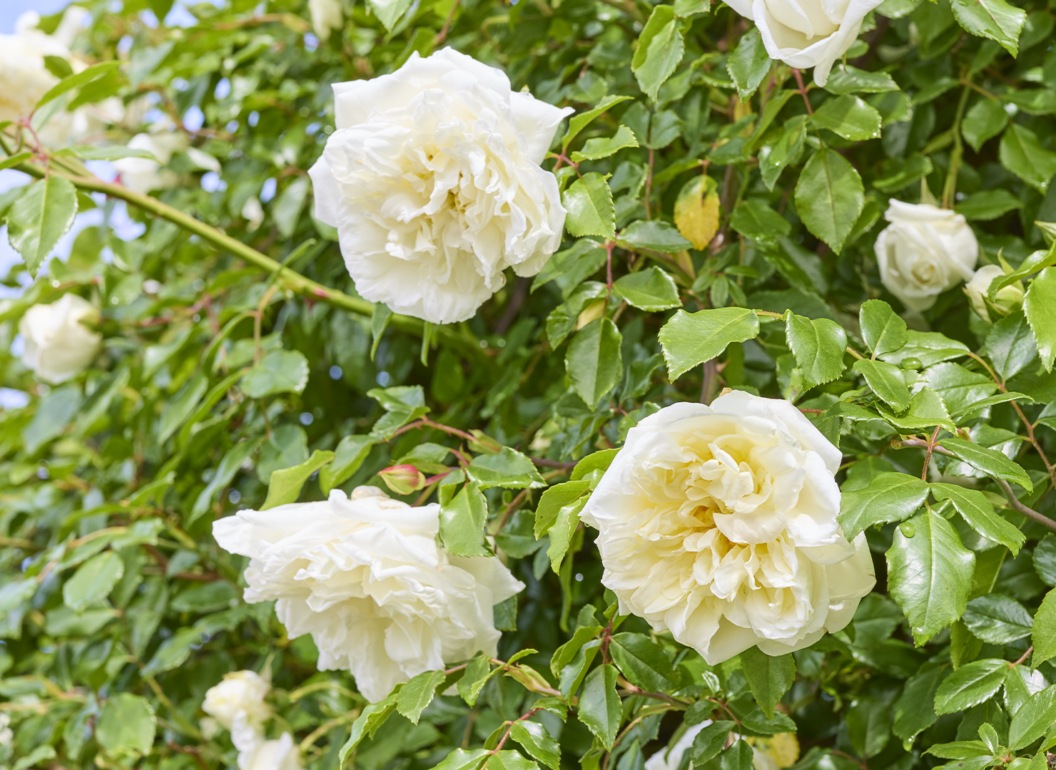 アルベリック バルビエ – Albéric Barbier | 姫野ばら園八ヶ岳農場