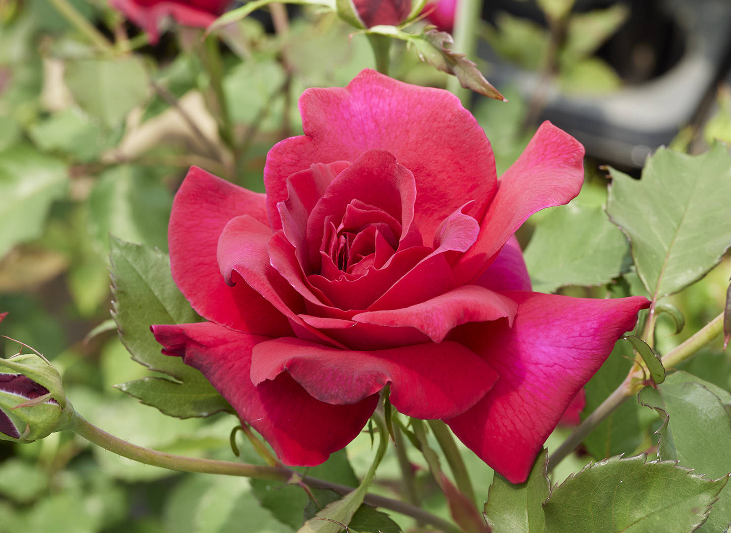 エトワール ド オーランド – Étoile de Hollande | 姫野ばら園八ヶ岳農場