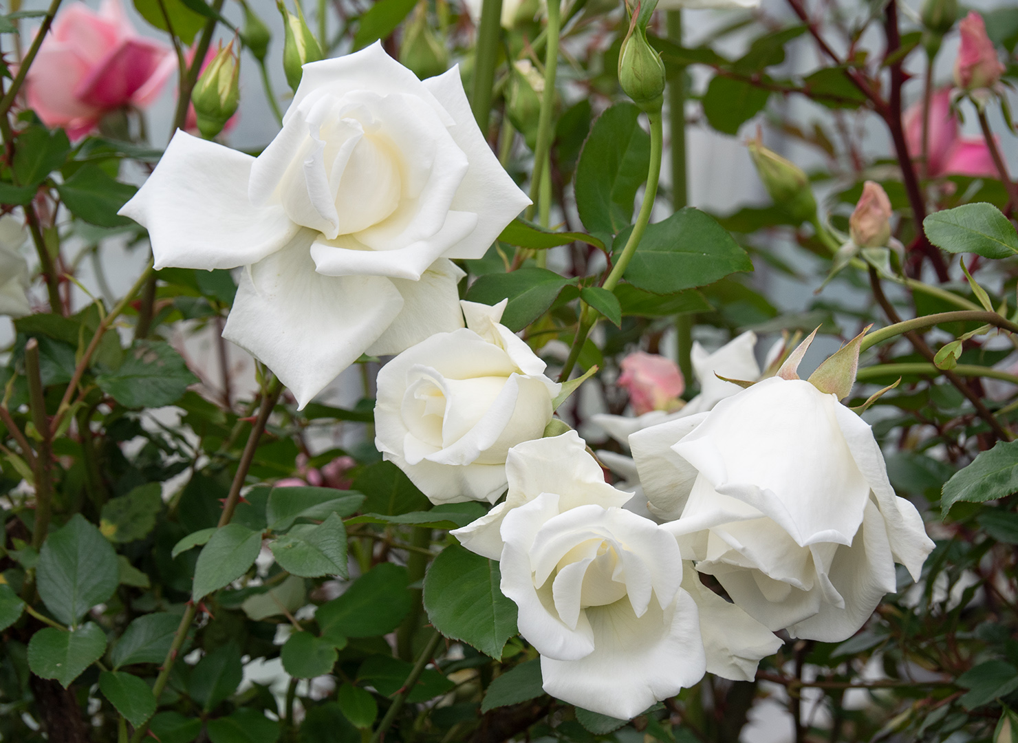 SPUR White Wedding 2012年1月号 SPUR White Wedding 2012年1月号 Are