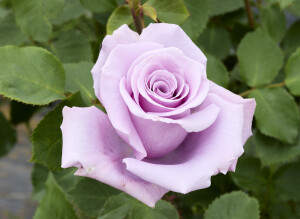 エンジェル フェイス – Angel Face | 姫野ばら園八ヶ岳農場