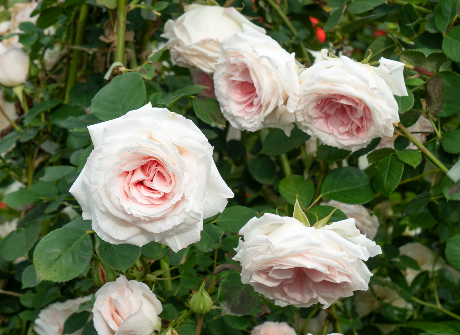 つる ピンク シフォン – Pink Chiffon (Cl) | 姫野ばら園八ヶ岳農場