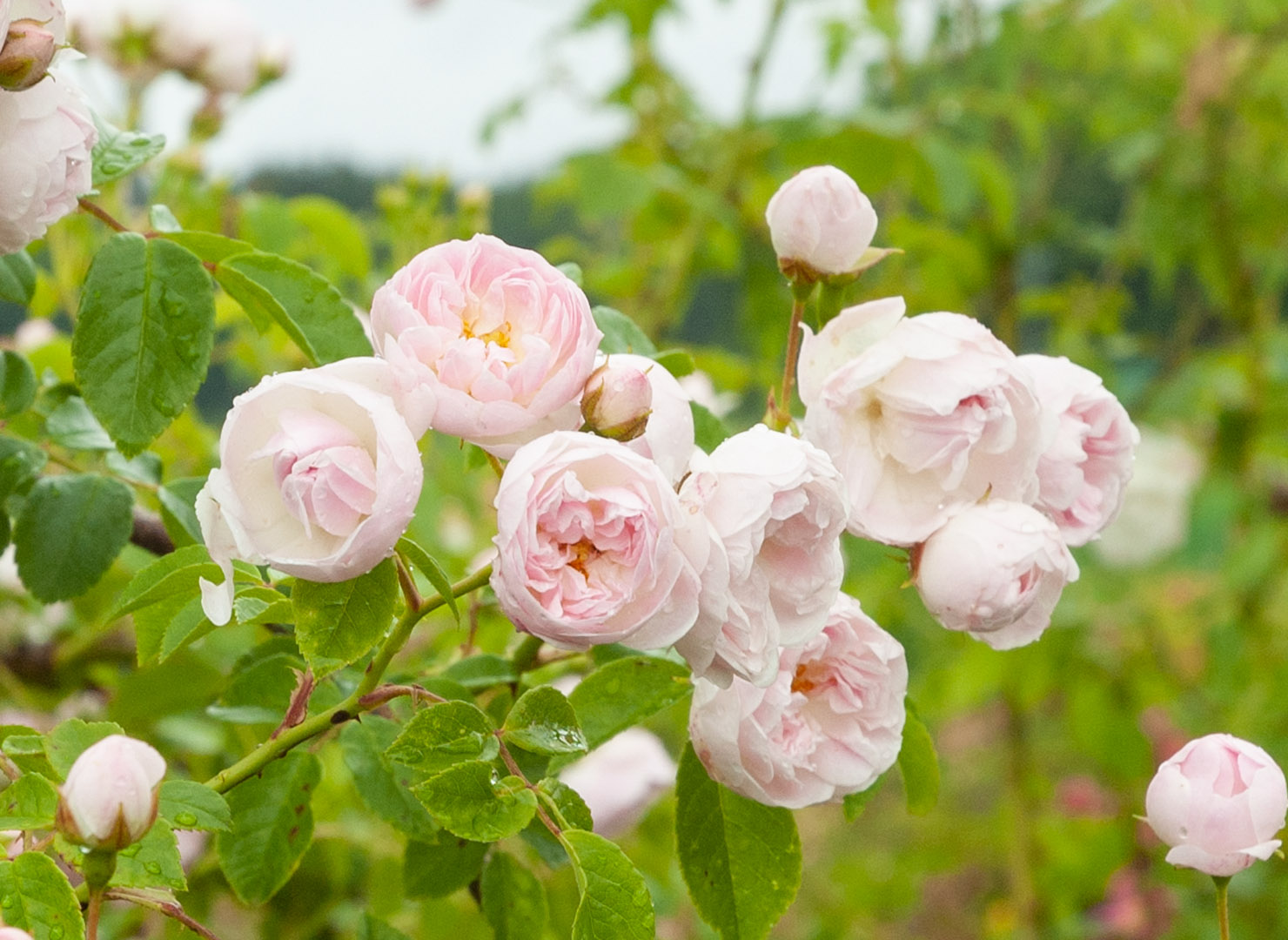 プリンセス マリー – Princess Marie | 姫野ばら園八ヶ岳農場