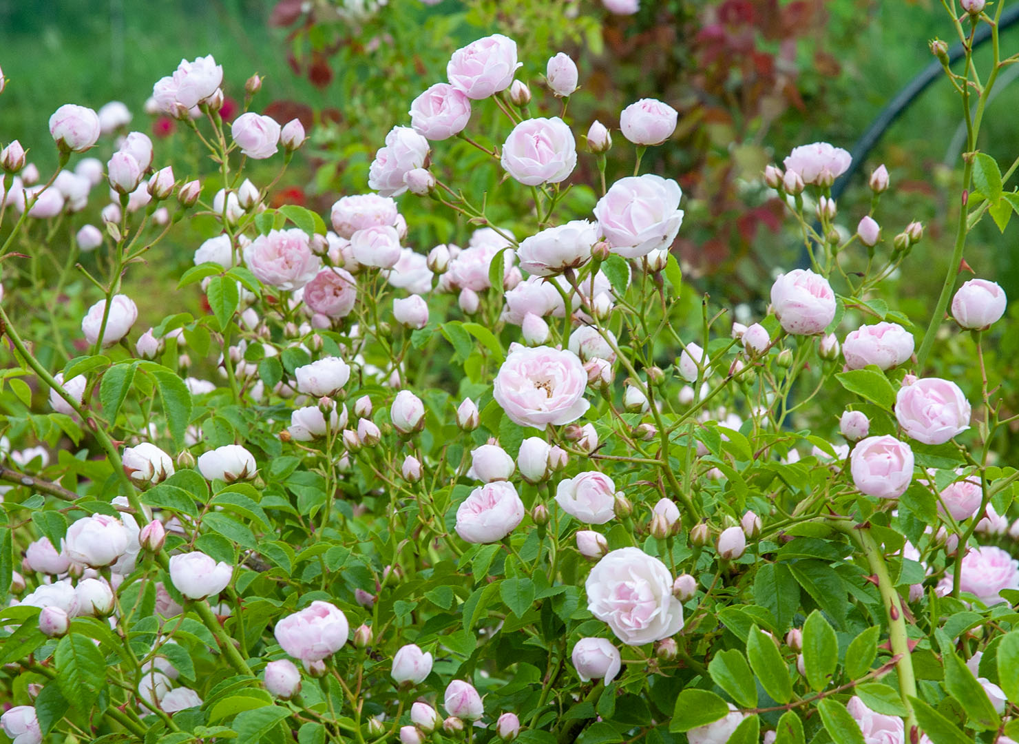 プリンセス マリー – Princess Marie | 姫野ばら園八ヶ岳農場