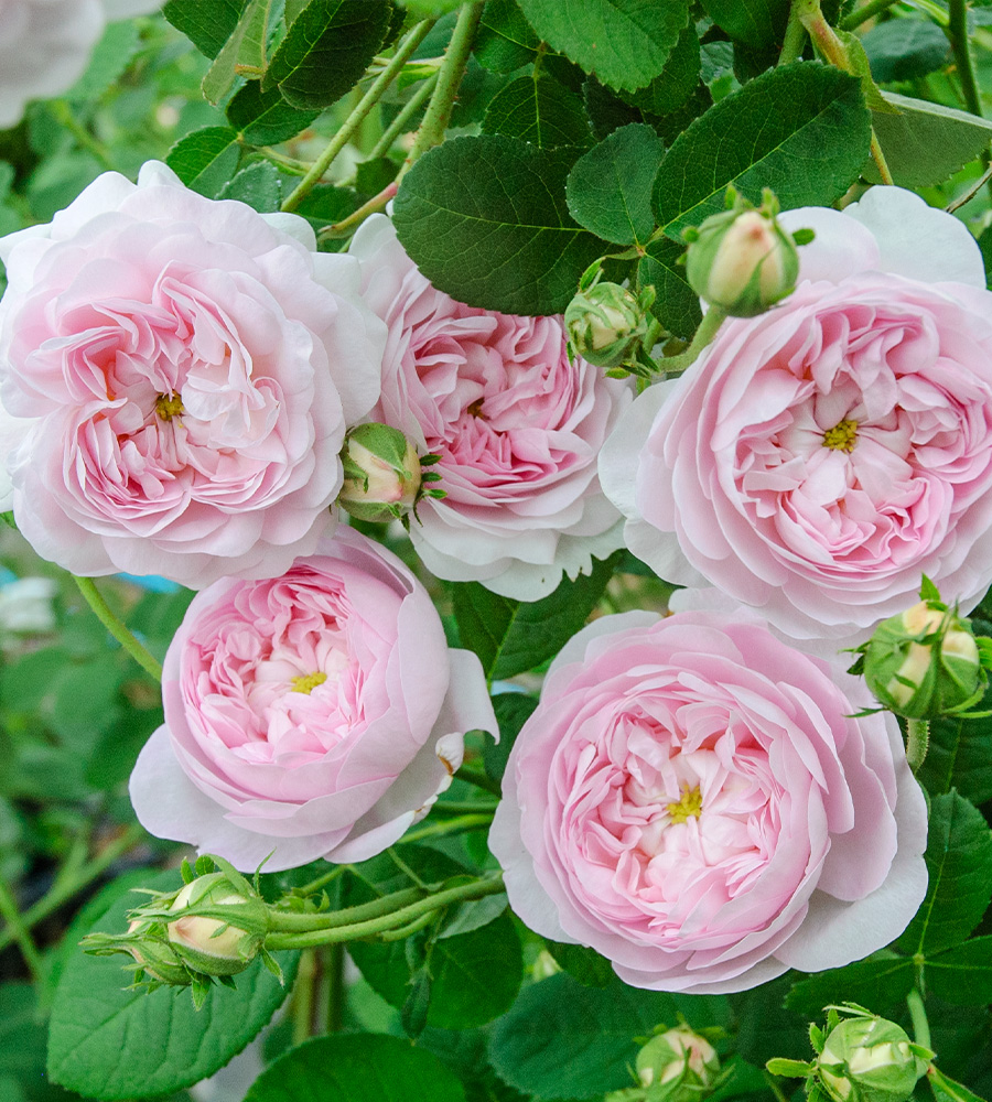 ばら苗を選ぶ | 姫野ばら園八ヶ岳農場