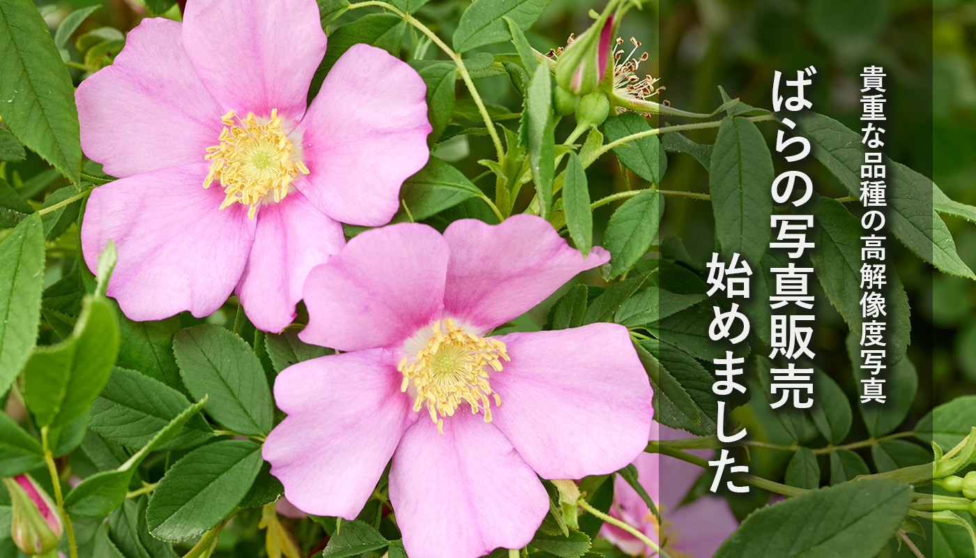 8月号】ハイブリッドティーローズの誕生によせて | 姫野ばら園八ヶ岳農場