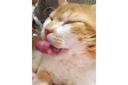 ねこの天然パーマに9000人驚き 