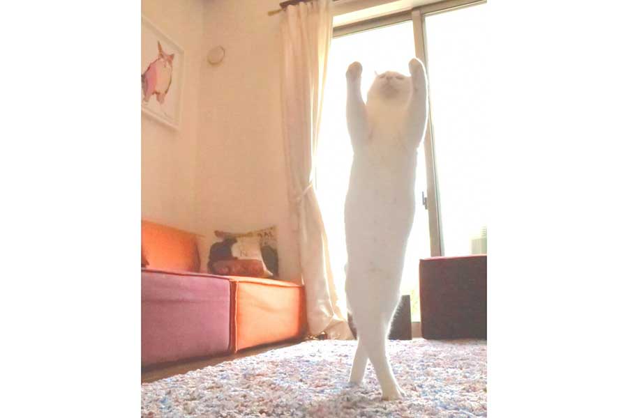 ねこ界のプリマよ！」 おもちゃを追って立ち上がった白ねこに1.2万人