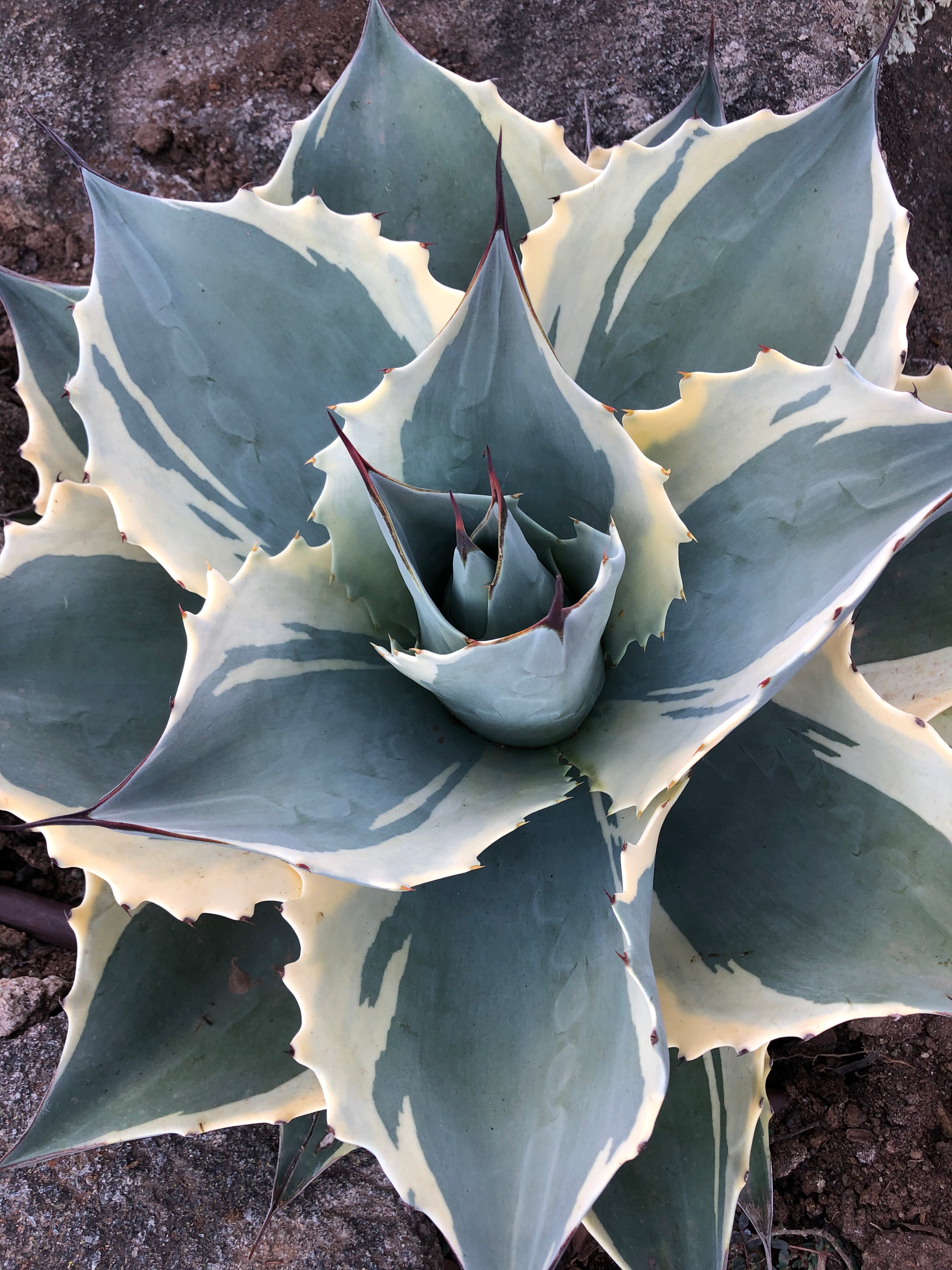 Agave ovatifolia 'Moby' – Hidden Agave