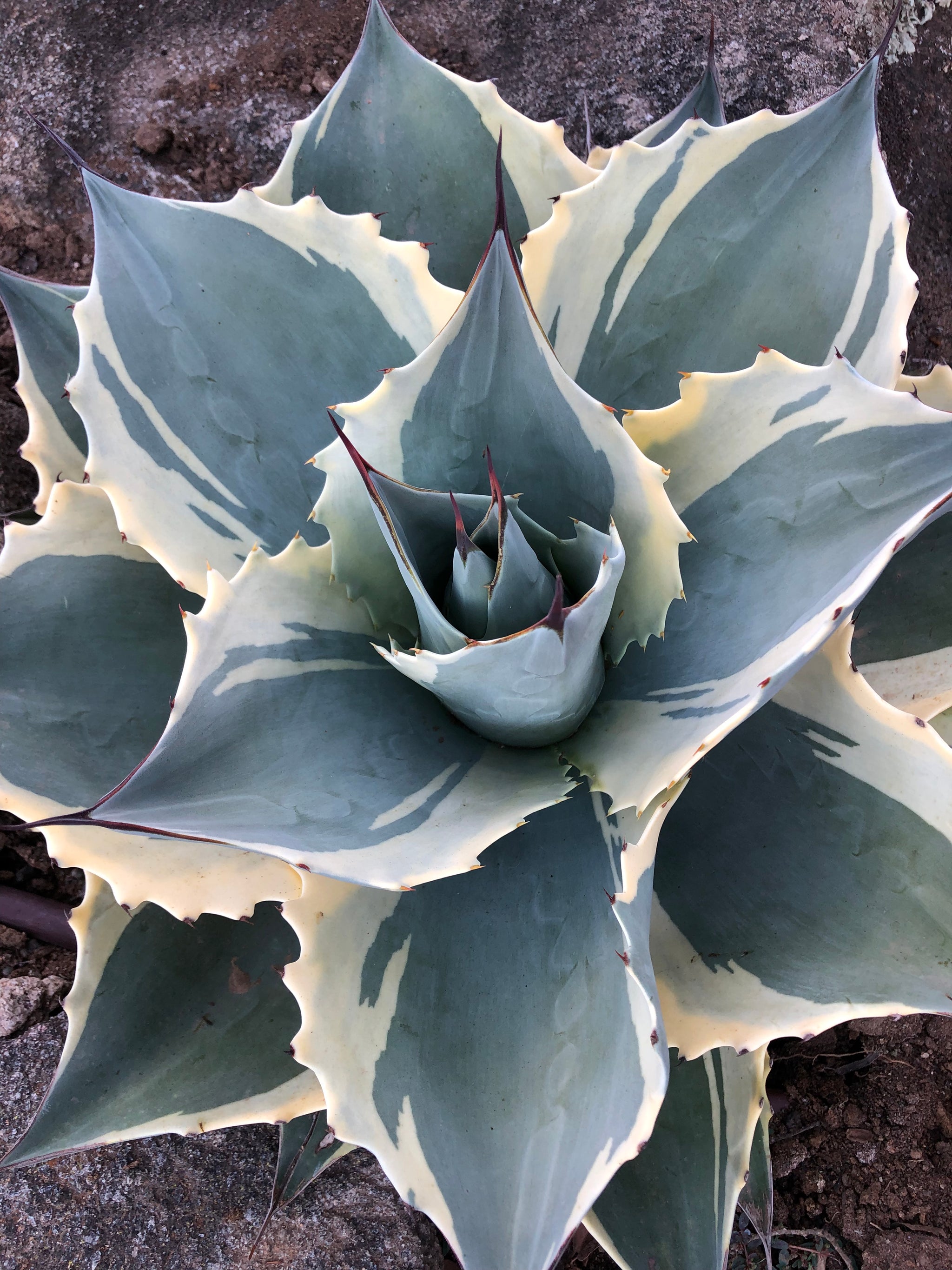 Agave ovatifolia 'Moby' – Hidden Agave