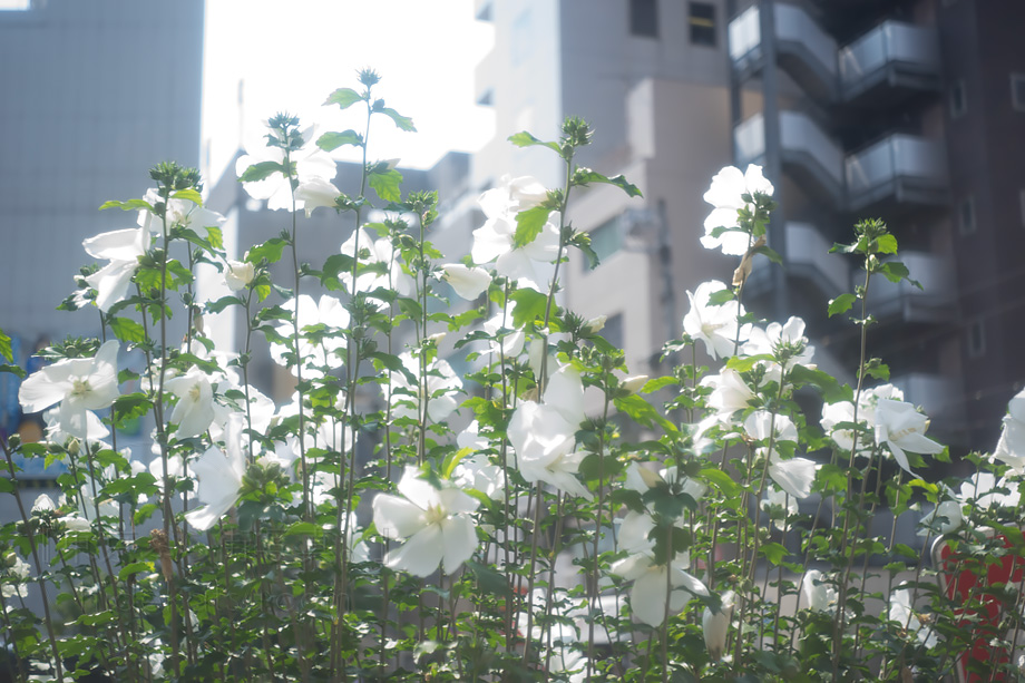 ふわふわの線。万全じゃないレンズ状態だけど味が見えてきた