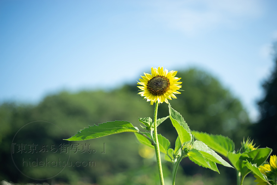 ぐるぐるボケと深いボケのロシアンレンズ Helios 44-2（ヘリオス）58mm