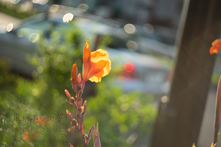 ぐるぐるボケと深いボケのロシアンレンズ Helios 44-2（ヘリオス）58mm