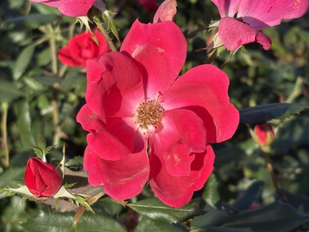 見頃】11/10(月)バラの開花状況 - 響灘グリーンパーク ローズガーデン