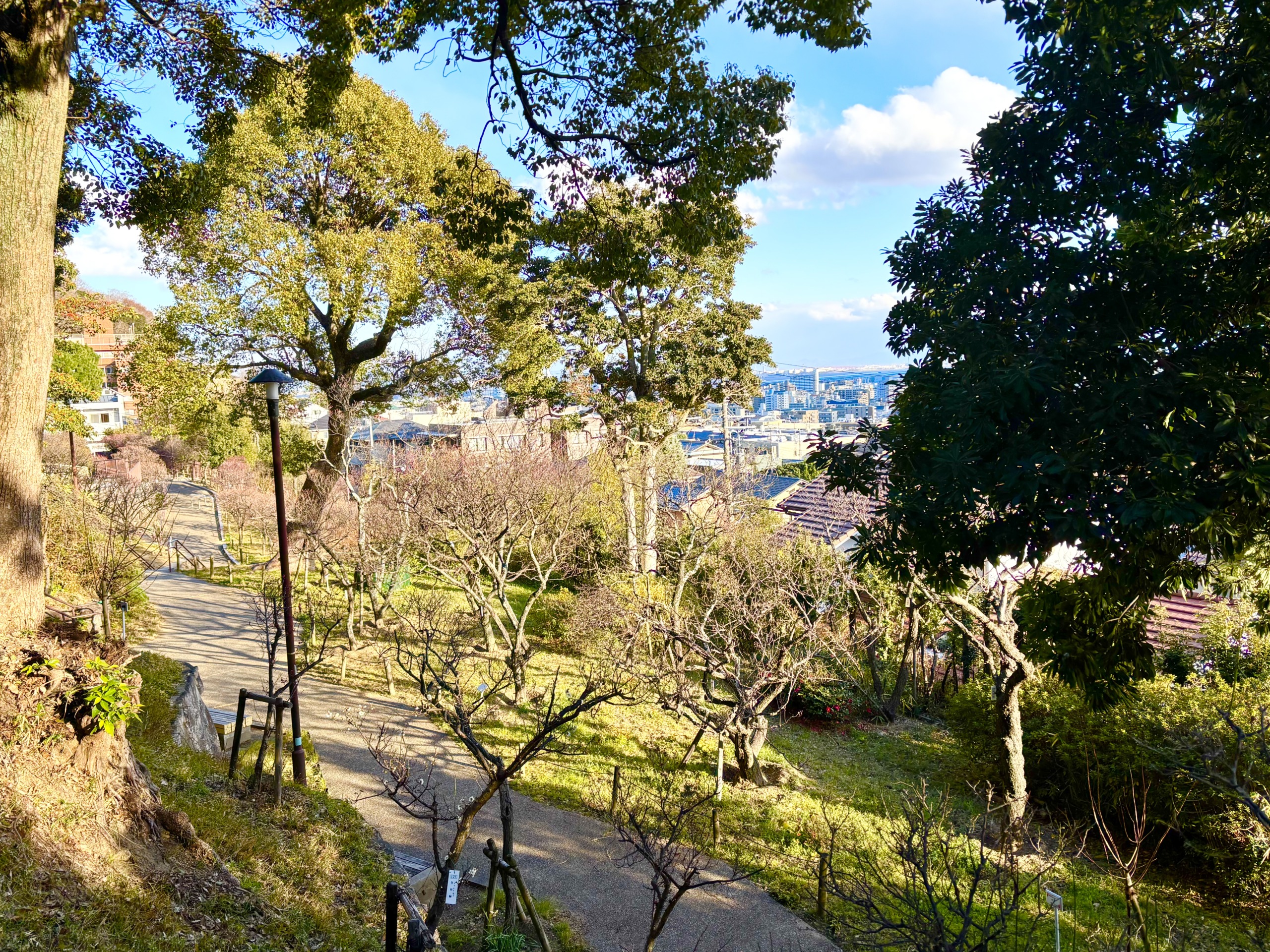 東灘・ 岡本梅林公園で「摂津岡本梅まつり2025」が2月16日（日）朝10時