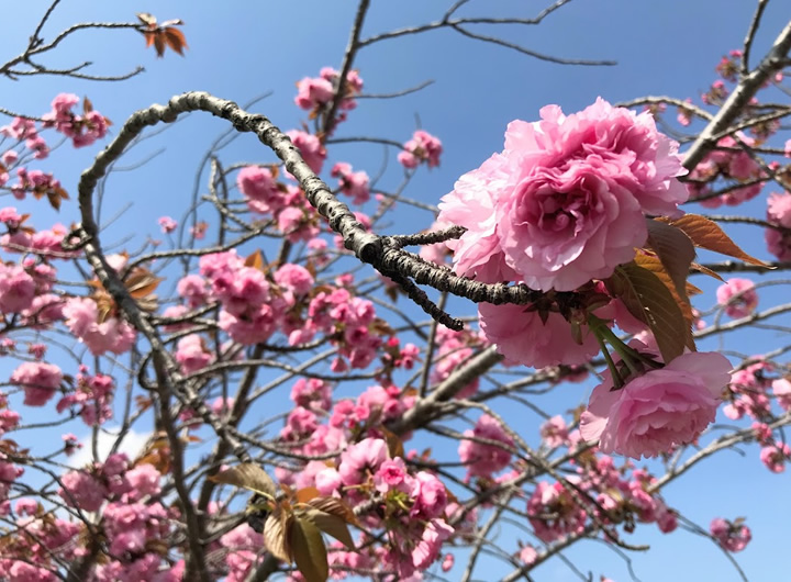 4月12日 町の魅力再発見「八重桜」ツアー | 東浦町観光協会ブログ