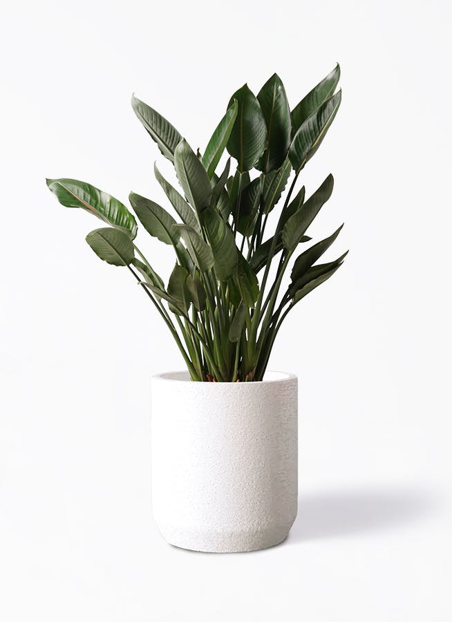 ストレチア レギネ 10号 | 観葉植物 | インテリアやギフトに